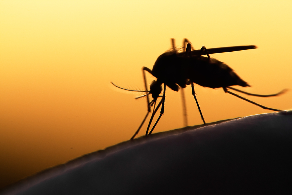 The Risk of Malaria